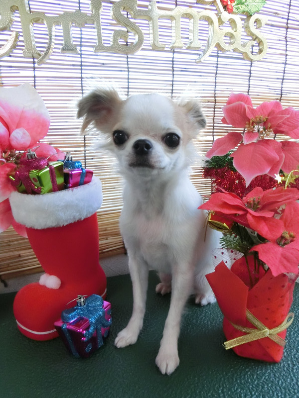 バジルちゃん 山形市 ペットサロン わんニャンシャンプー