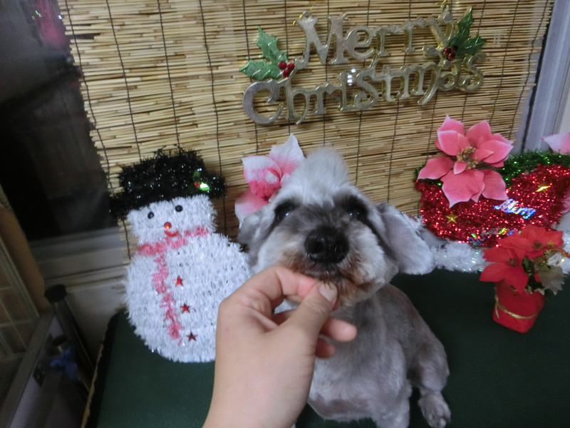 ラウちゃん 山形市 ペットサロン わんニャンシャンプー