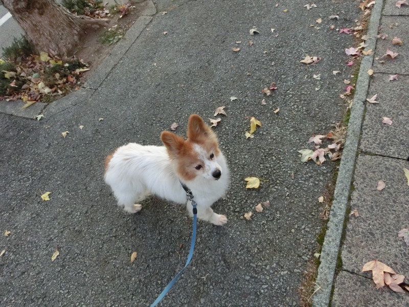 ピュアちゃん　山形市ペットホテル　わんニャンシャンプー
