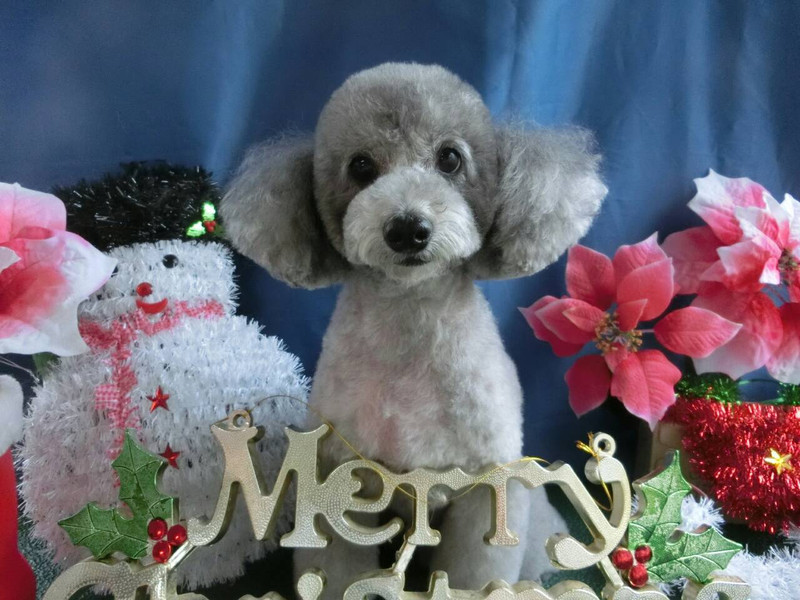 ピッコロちゃん ポロリちゃん 山形市ペットサロン わんニャンシャンプー