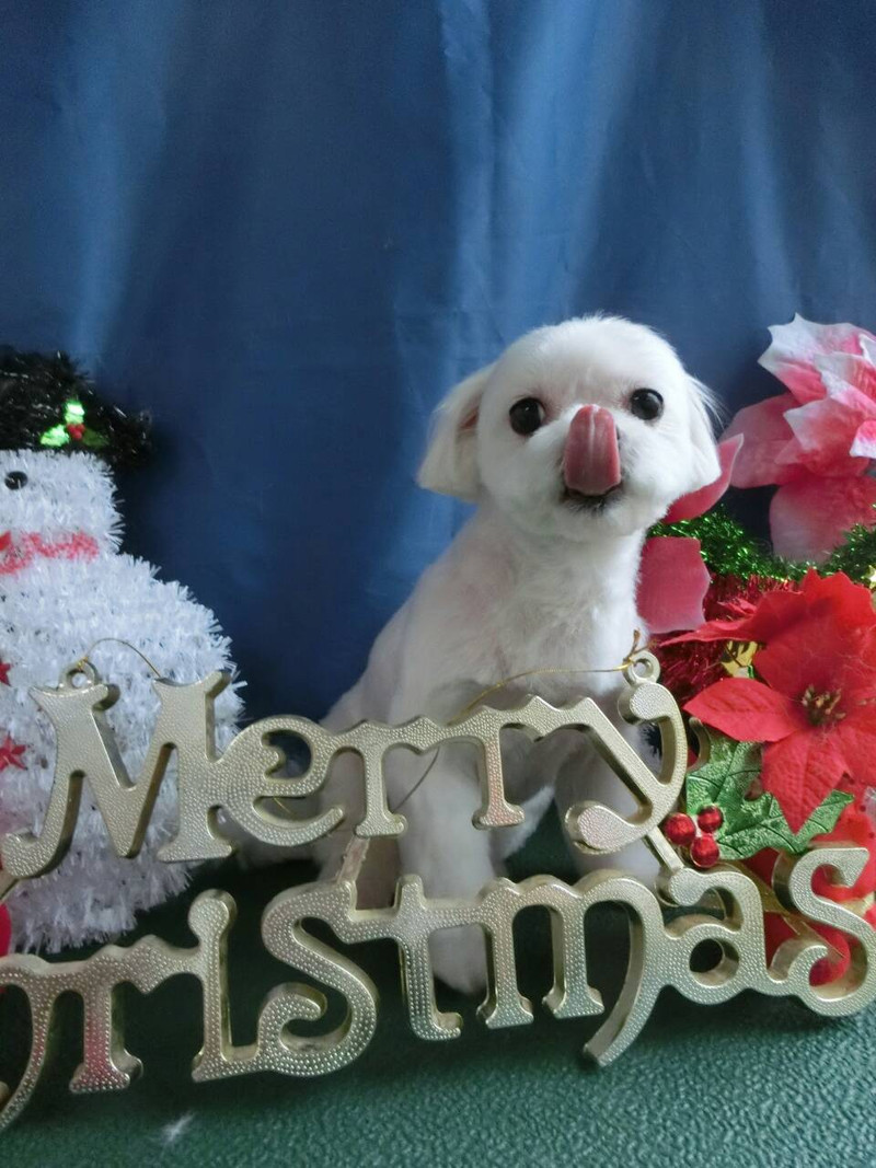 ピッコロちゃん ポロリちゃん 山形市ペットサロン わんニャンシャンプー