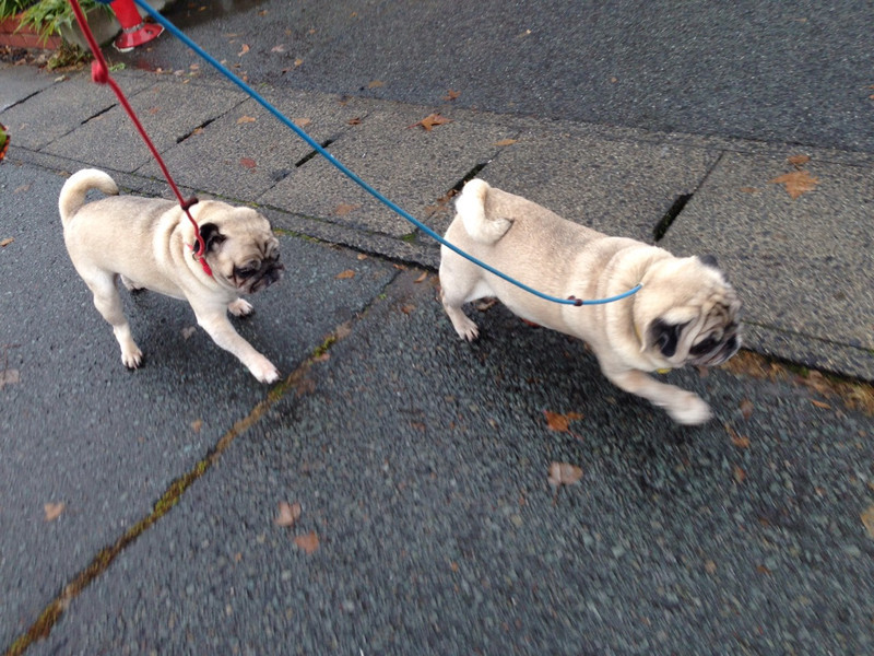 まりもちゃん&みるちゃん 山形市 ペットホテル わんニャンシャンプー