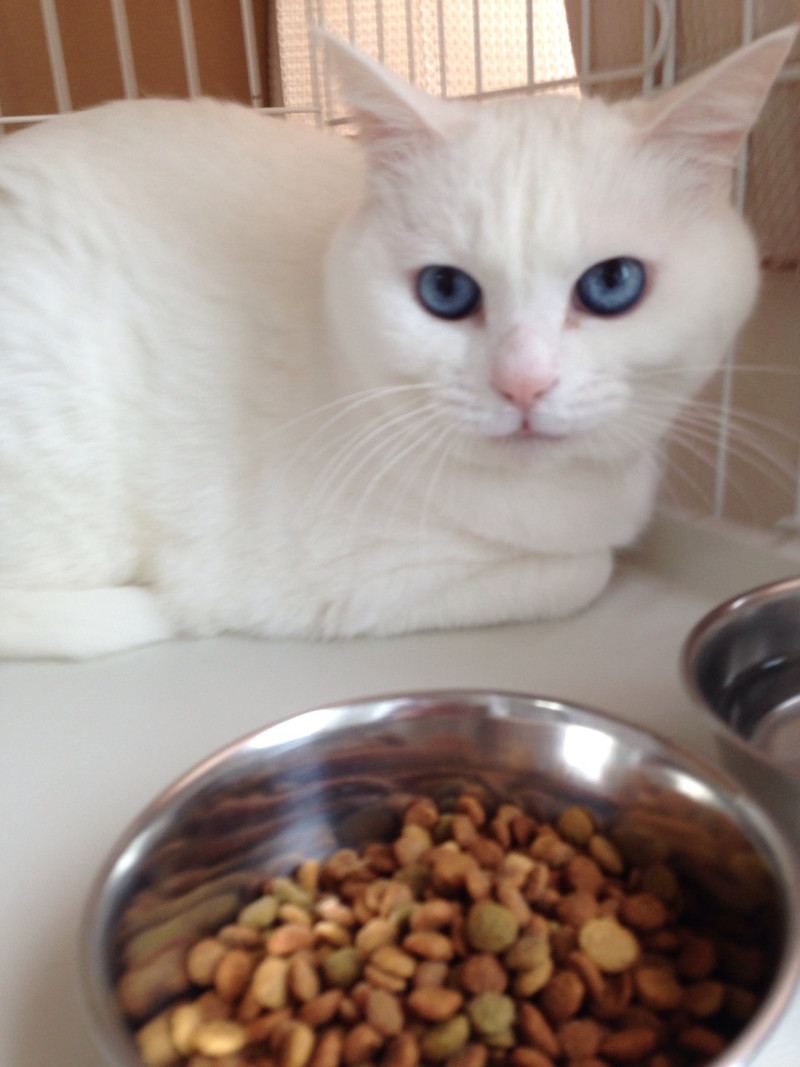 ゆめちゃん 山形市 ペットホテル わんニャンシャンプー