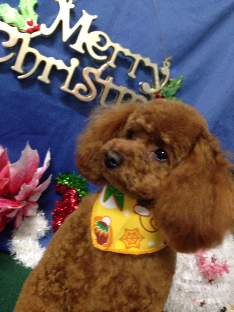 ハルちゃん 山形市 ペットサロン わんニャンシャンプー