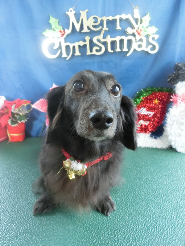 カレンちゃん 山形市 ペットサロン わんニャンシャンプー