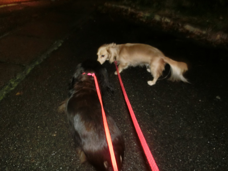 ウランちゃん&ミミちゃん 山形市 ペットホテル わんニャンシャンプー