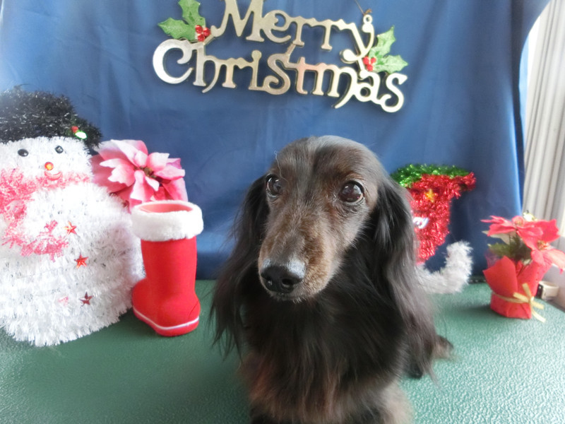 ウランちゃん 山形市ペットサロン わんニャンシャンプー