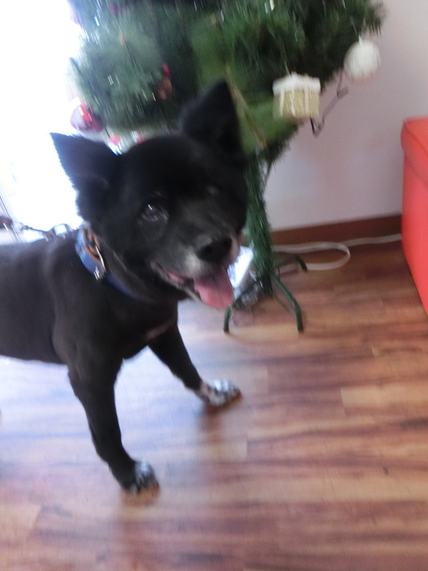 ジュンちゃん 山形市ペットサロン わんニャンシャンプー