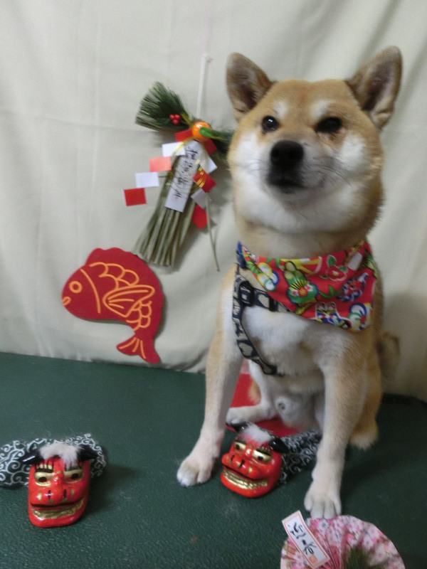 太郎ちゃん 山形市ペットサロン わんニャンシャンプー