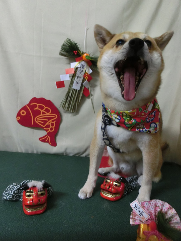 太郎ちゃん 山形市ペットサロン わんニャンシャンプー