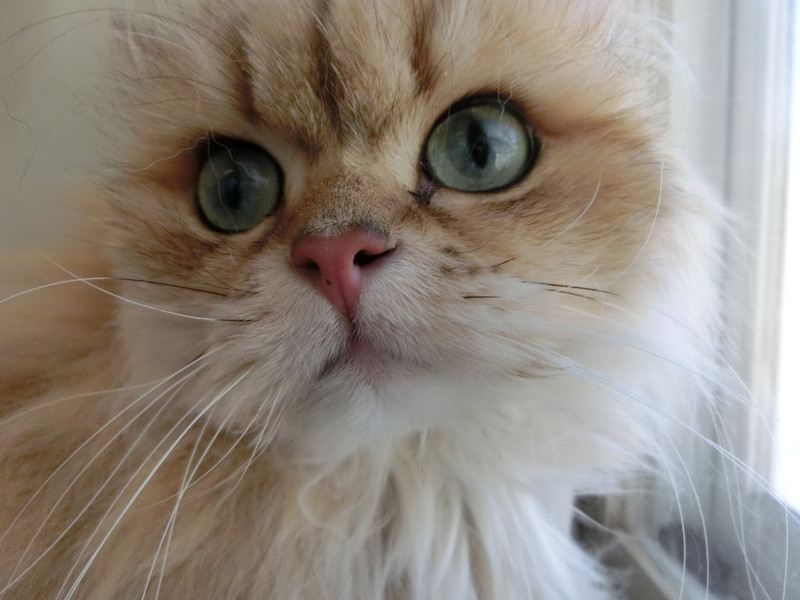 しおりちゃん 山形市ペットサロン わんニャンシャンプー