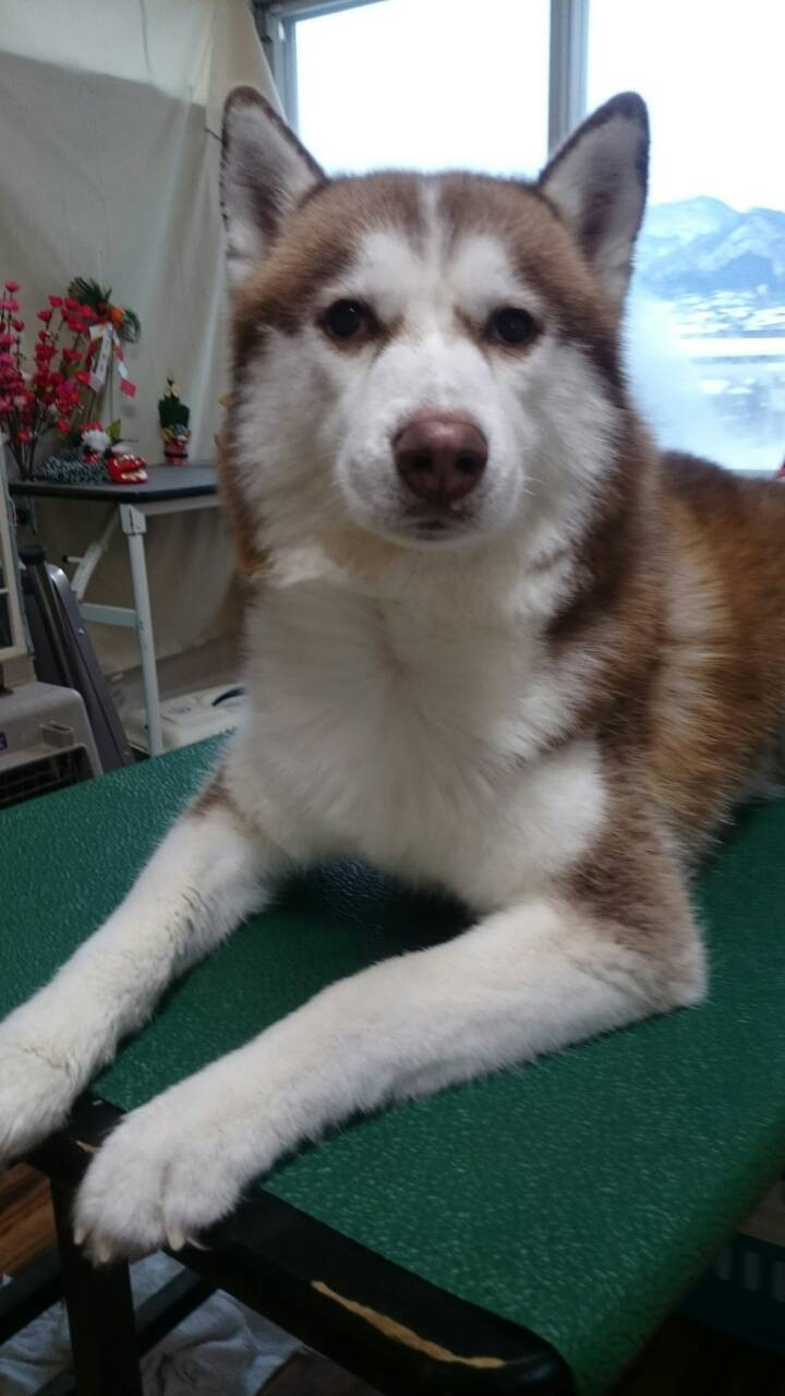 ツバサちゃん 山形市ペットサロン わんニャンシャンプー