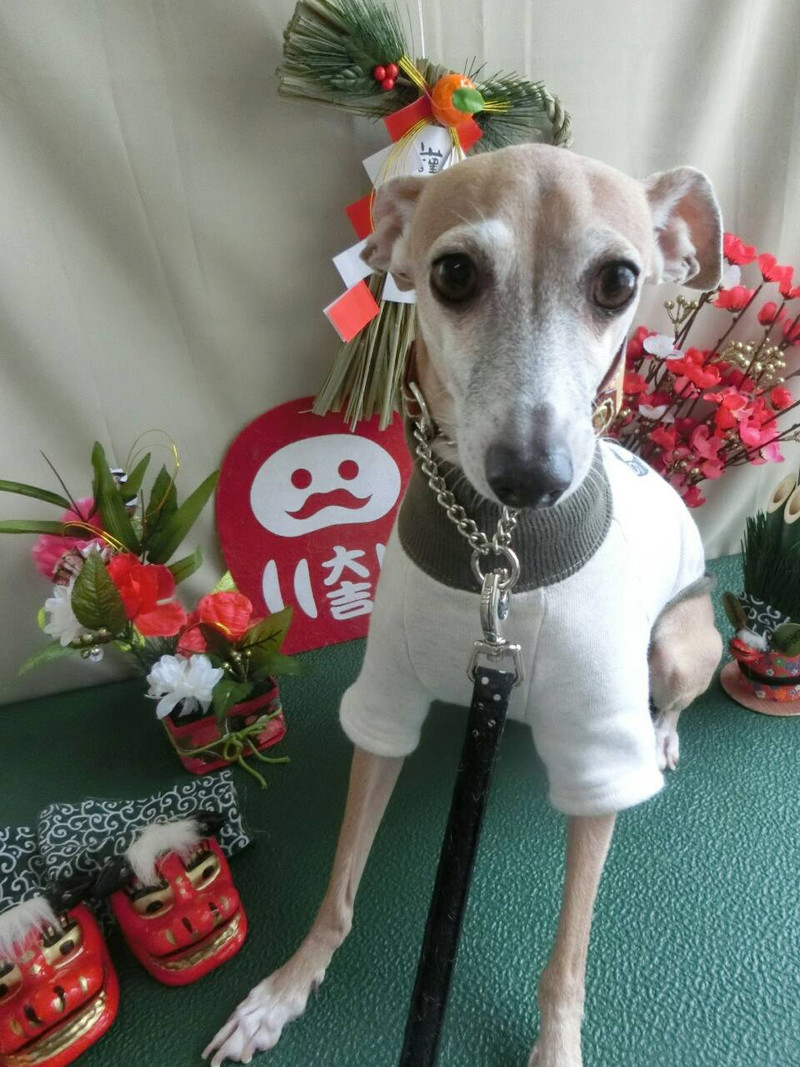 ダイゴちゃん るるちゃん 山形市ペットサロン わんニャンシャンプー