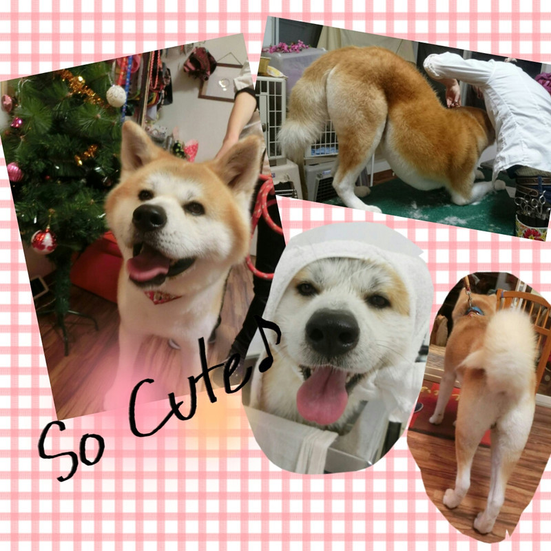 まろちゃん 山形市ペットサロン わんニャンシャンプー