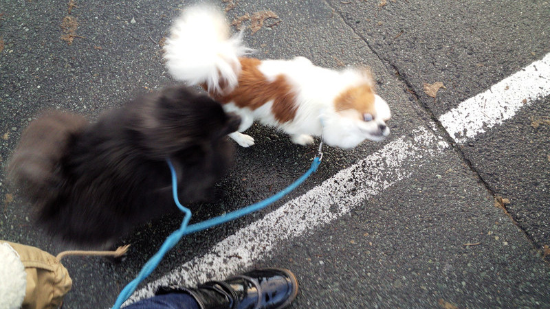 ちゃっぴぃちゃん 山形市ペットホテル わんニャンシャンプー