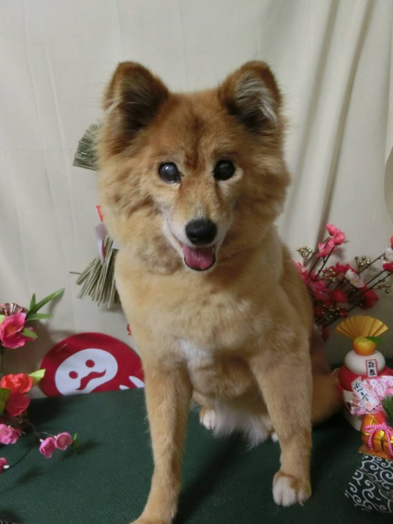 ルブちゃん 山形市ペットサロン わんニャンシャンプー