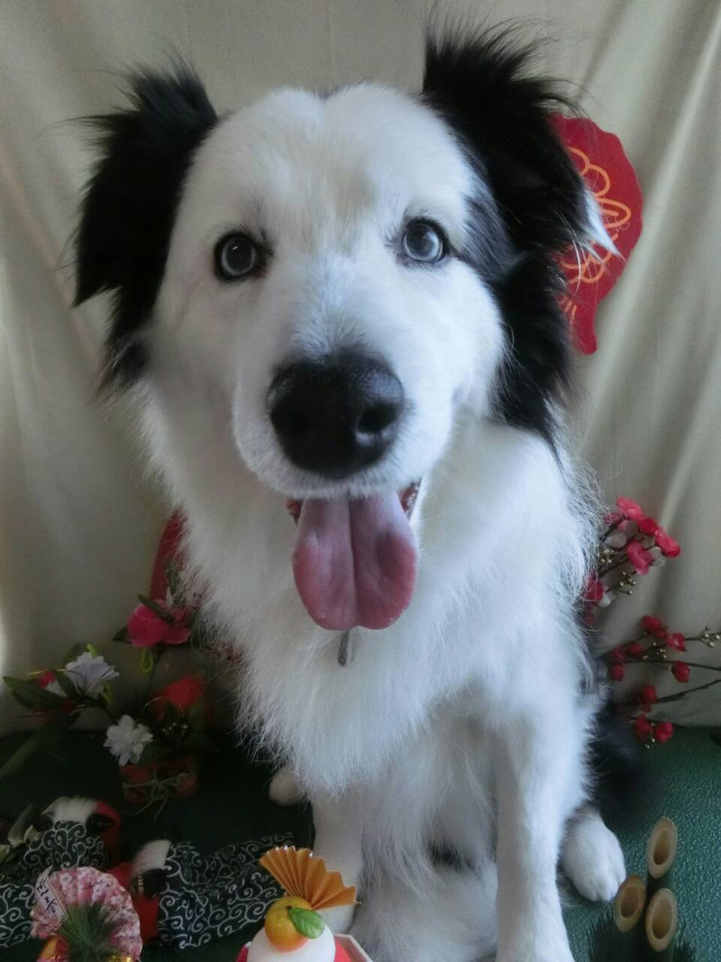 オスカーちゃん 山形市ペットサロン わんニャンシャンプー