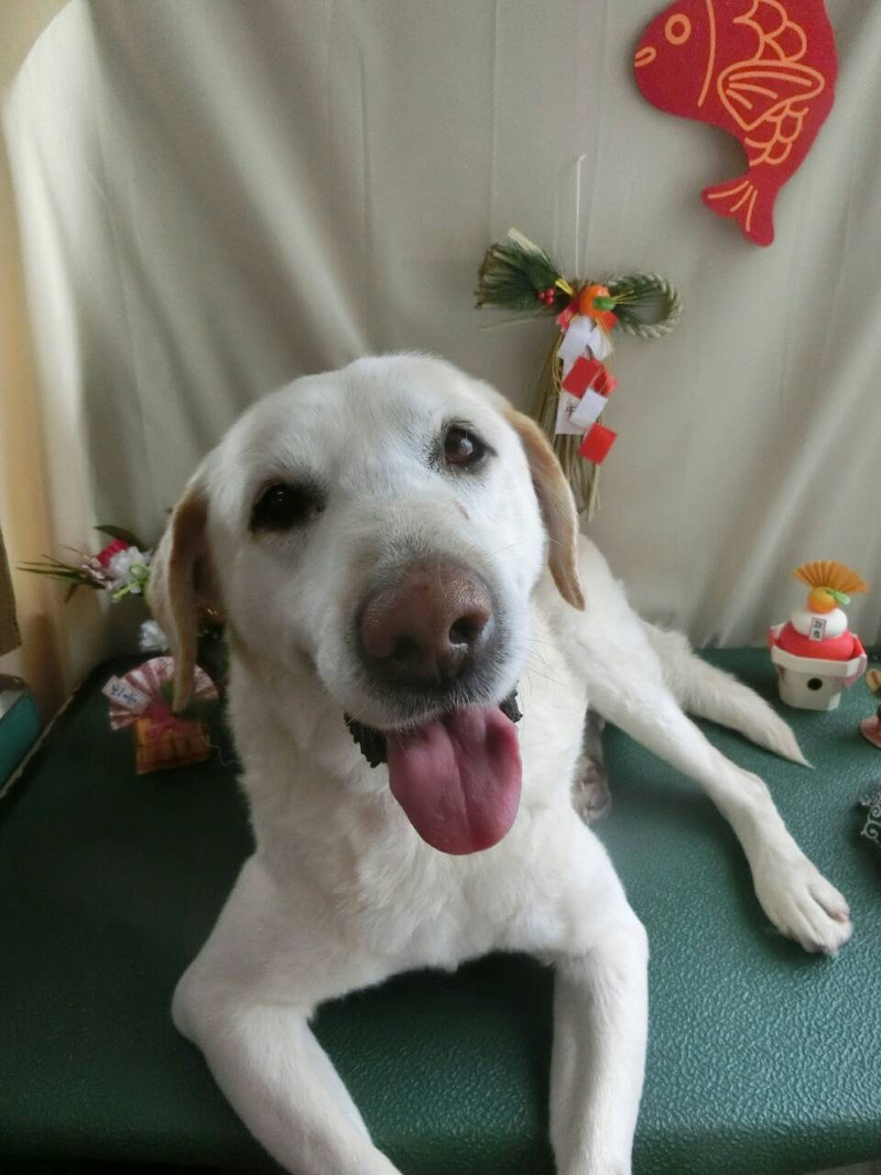 クッキーちゃん 山形市ペットサロン わんニャンシャンプー