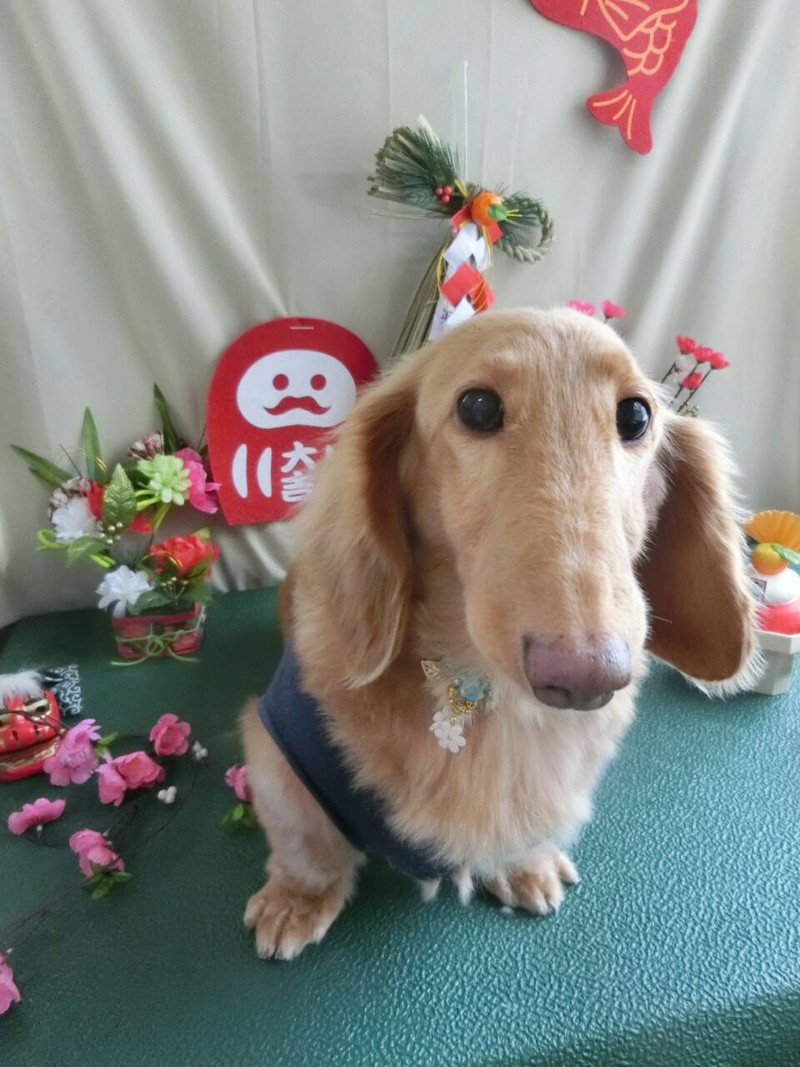 すずちゃん アルちゃん 山形市ペットサロン わんニャンシャンプー