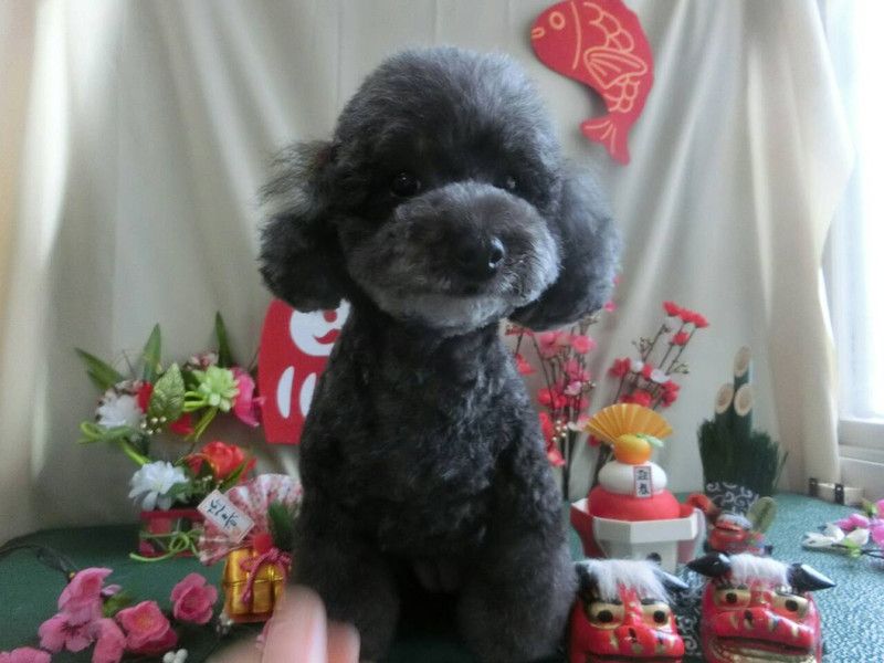 すずちゃん アルちゃん 山形市ペットサロン わんニャンシャンプー