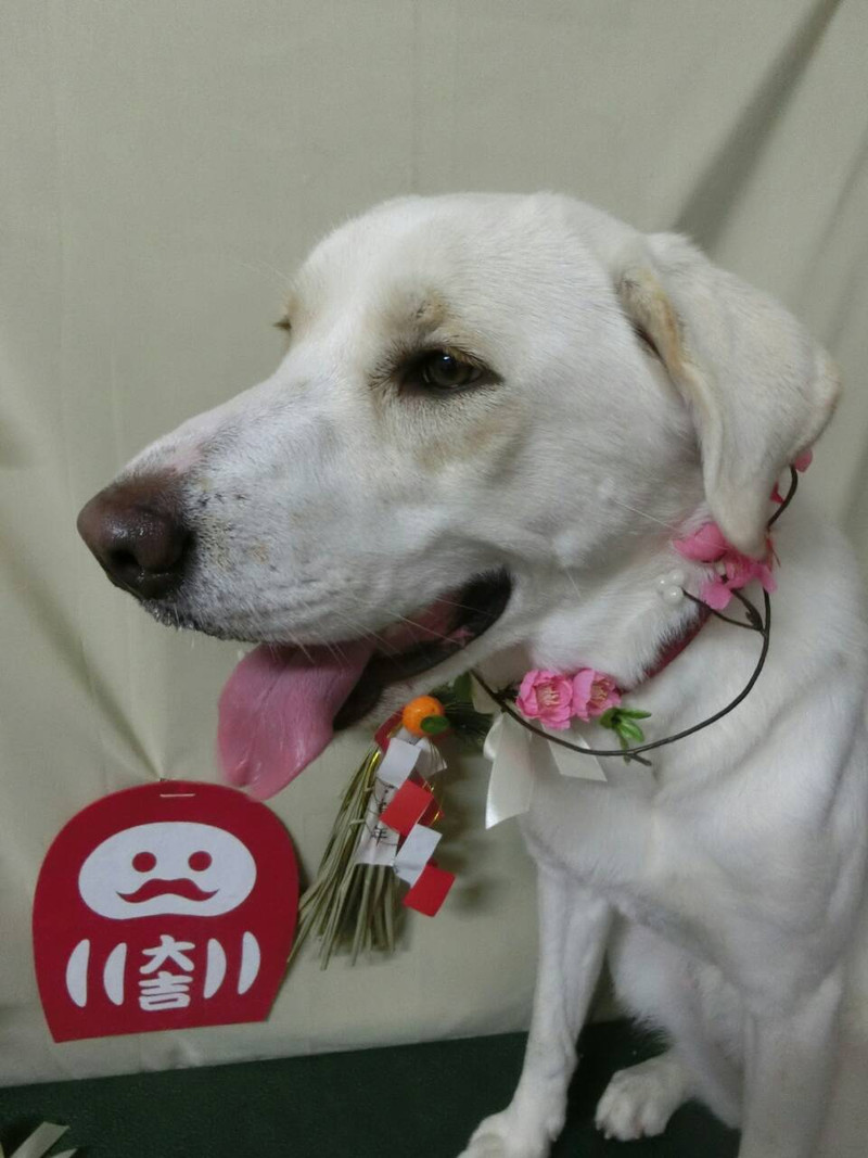 イヴちゃん 山形市ペットサロン わんニャンシャンプー