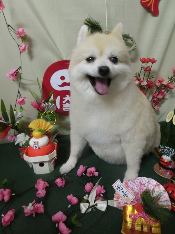 メイメイちゃん 山形市 ペットサロン わんニャンシャンプー