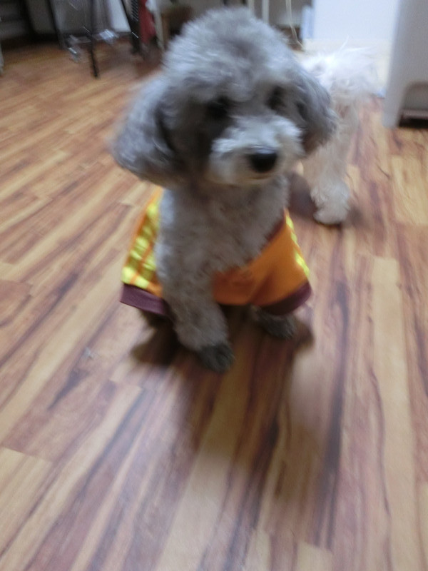 ピッコロちゃん&ポロリちゃん 山形市 ペットホテル わんニャンシャンプー