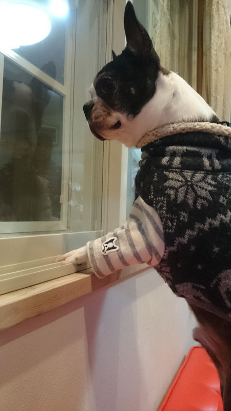 ジョナサン&チェリーチェリー&ちゃぺるちゃん 山形市 ペットホテル わんニャンシャンプー