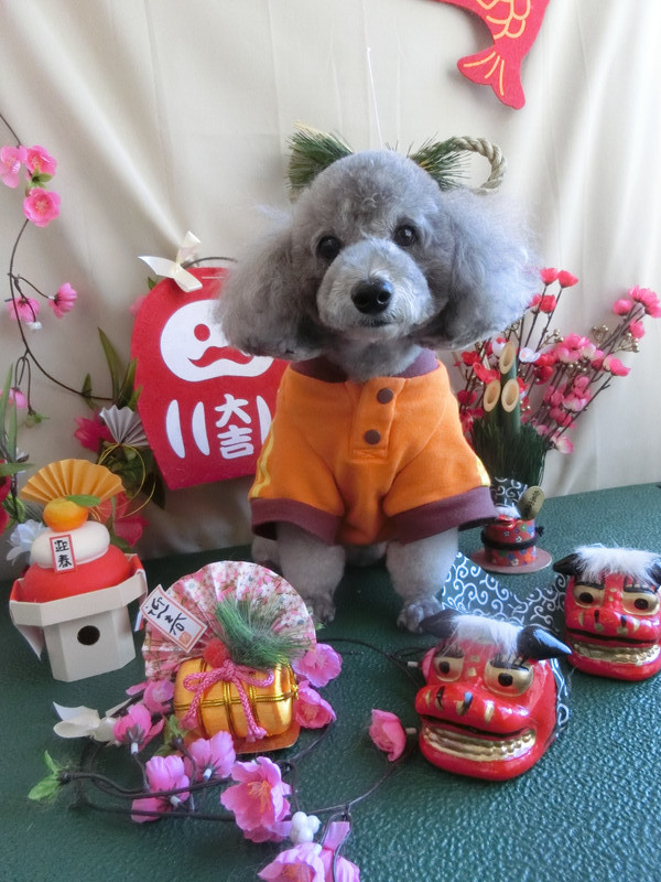 ピッコロちゃん ポロリちゃん 山形市ペットサロン わんニャンシャンプー