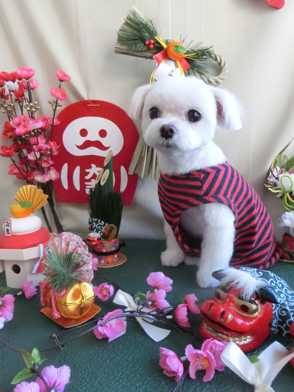 ピッコロちゃん ポロリちゃん 山形市ペットサロン わんニャンシャンプー