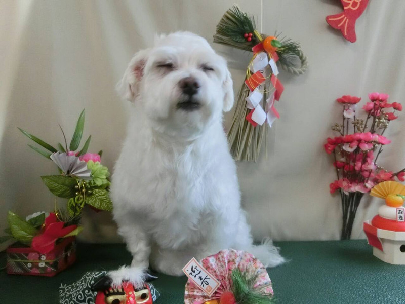 ポコタちゃん プータちゃん 山形市ペットサロン わんニャンシャンプー