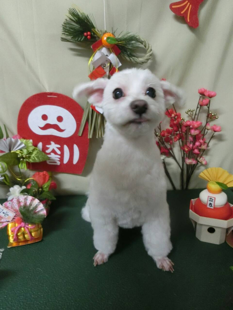 ポコタちゃん プータちゃん 山形市ペットサロン わんニャンシャンプー