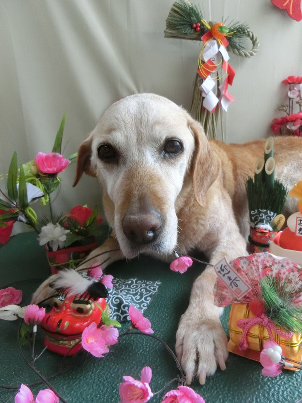 エルちゃん 山形市 ペットサロン わんニャンシャンプー