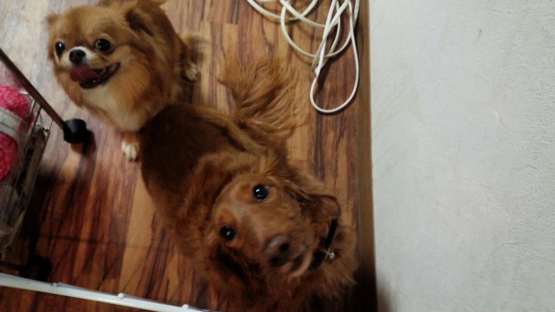 まりもちゃん ラヴィちゃん 山形市ペットホテル わんニャンシャンプー