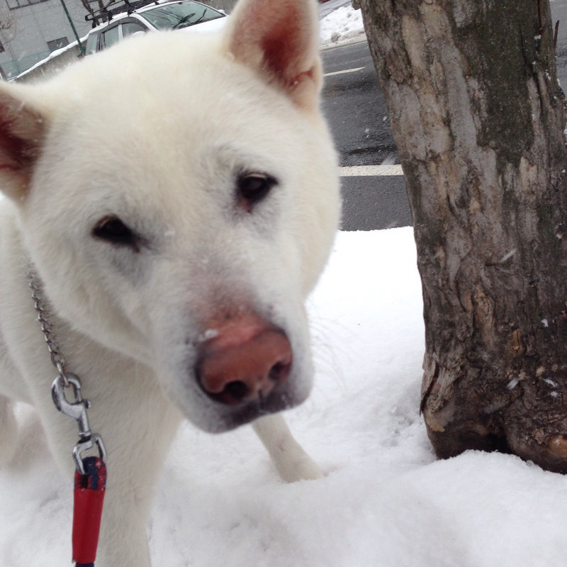 ヤマトちゃん&アロウちゃん 山形市 ペットホテル わんニャンシャンプー