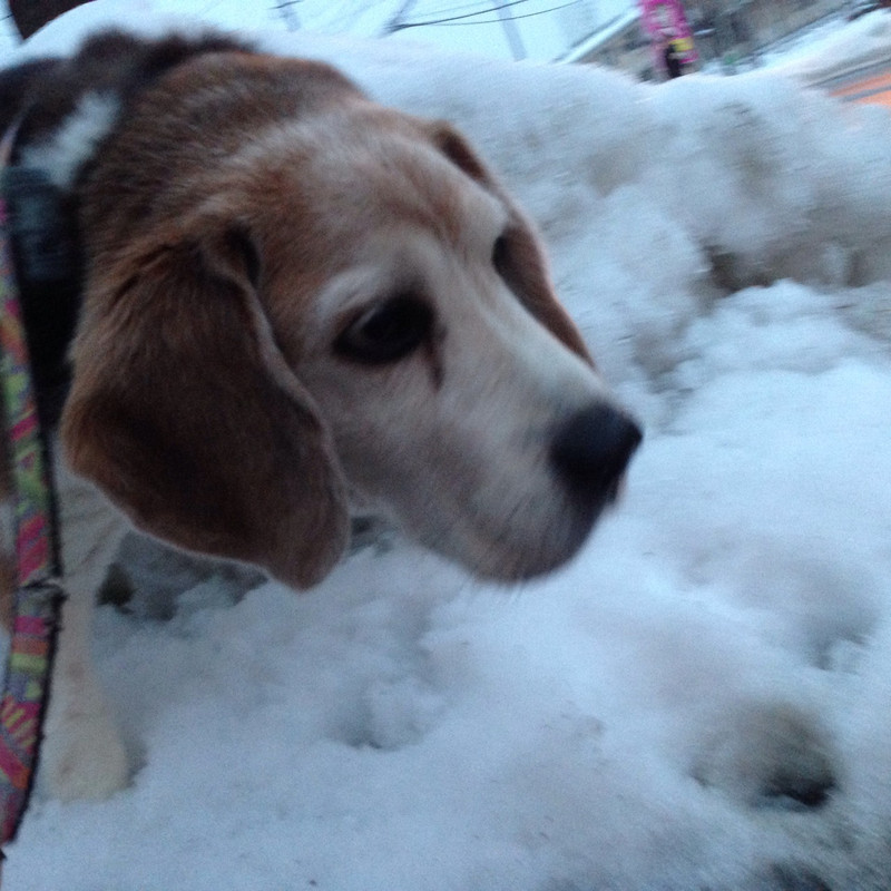 ココアちゃん 山形市 ペットホテル わんニャンシャンプー