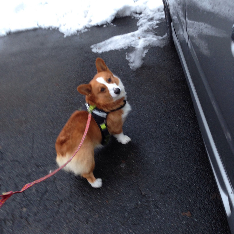 クッキーちゃん 山形市 ペットホテル わんニャンシャンプー