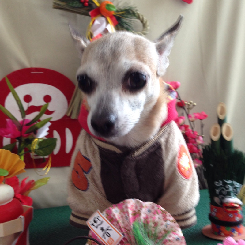 リノちゃん 山形市 ペットサロン わんニャンシャンプー