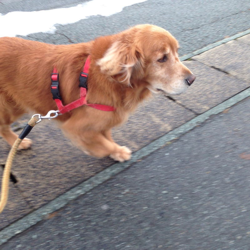 グリーンちゃん 山形市 ペットホテル わんニャンシャンプー