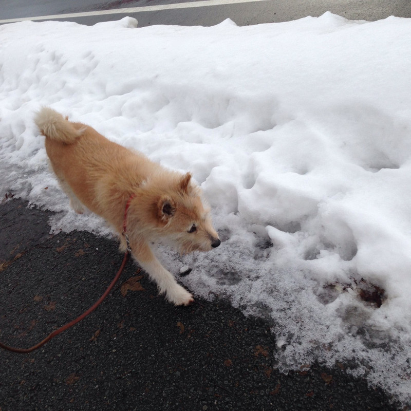 サブちゃん 山形市 ペットホテル わんニャンシャンプー