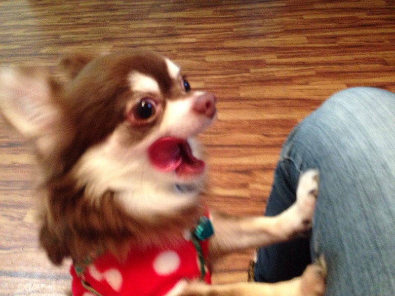 マロンちゃん 山形市 ペットホテル わんニャンシャンプー