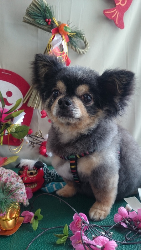 クースケちゃん 山形市 ペットサロン わんニャンシャンプー