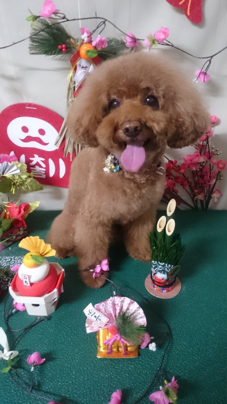 メイプルちゃん 山形市 ペットサロン わんニャンシャンプー