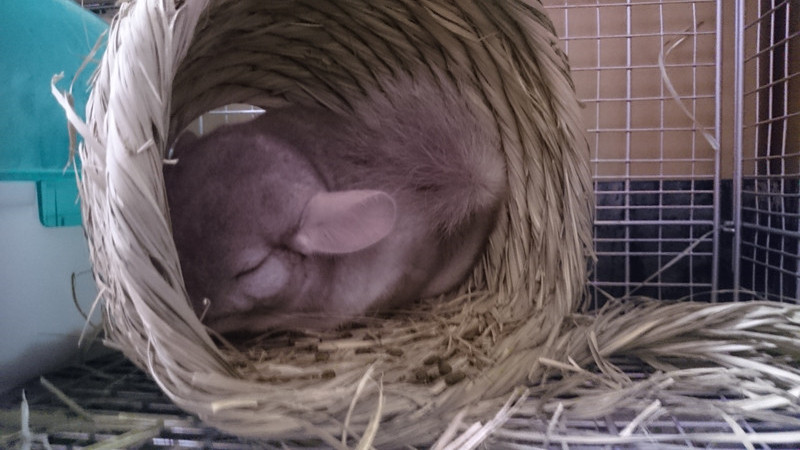 レンちゃん 山形市ペットホテル わんニャンシャンプー