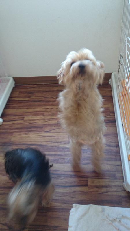 トラちゃん&リンちゃん 山形市 ペットホテル わんニャンシャンプー