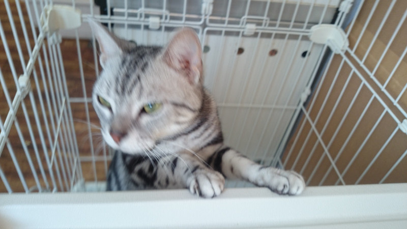 シーサーちゃん 山形市 ペットホテル わんニャンシャンプー