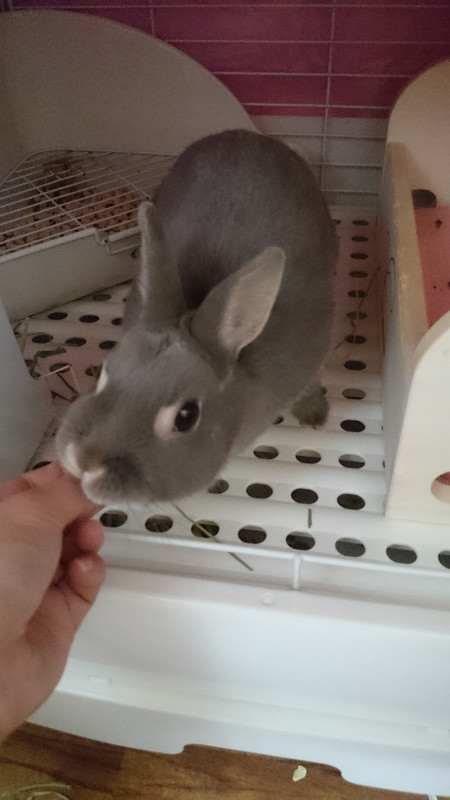 チャーリーちゃん 山形市 ペットホテル わんニャンシャンプー