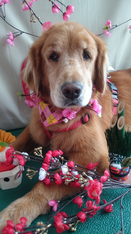 グリーンちゃん 山形市 ペットサロン わんニャンシャンプー