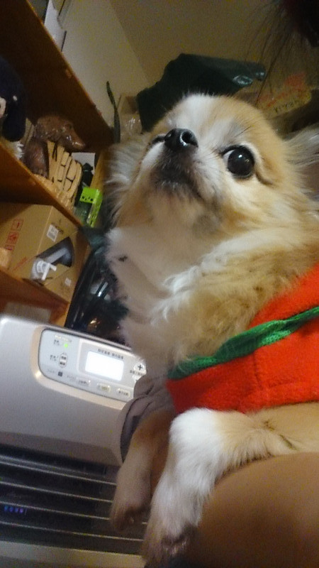 チョコちゃん 山形市 ペットホテル わんニャンシャンプー