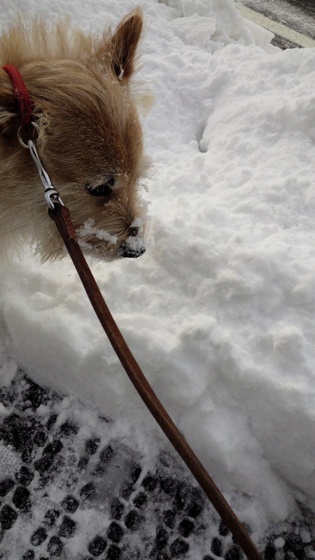 サブちゃん　山形市ペットホテル　わんニャンシャンプー